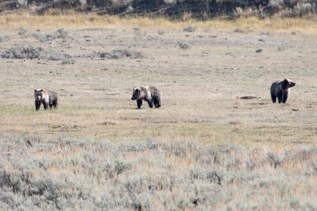 Yellowstone Animals | WP3 Photography