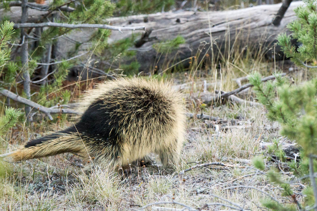 Yellowstone Animals | WP3 Photography