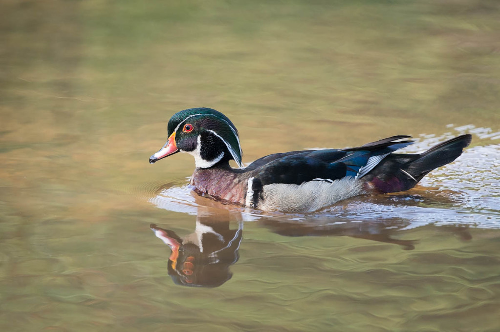 Stunning Wood Ducks | WP3 Photography