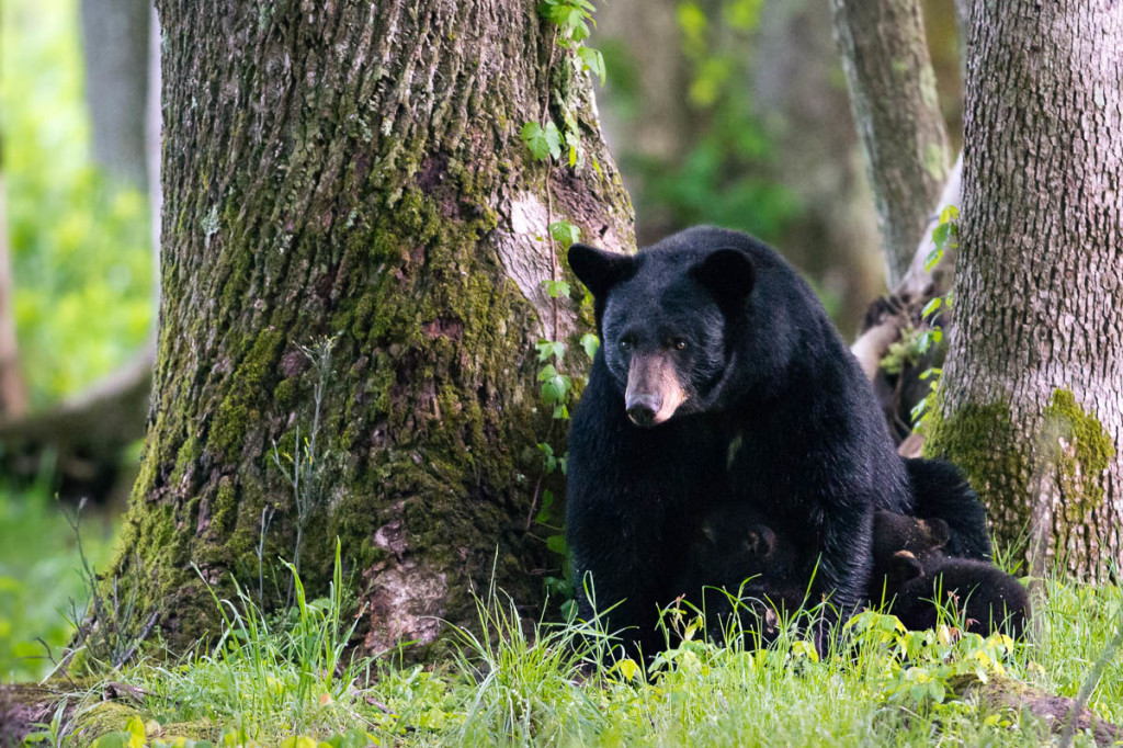 Cades Cove – Spring 2013 | WP3 Photography