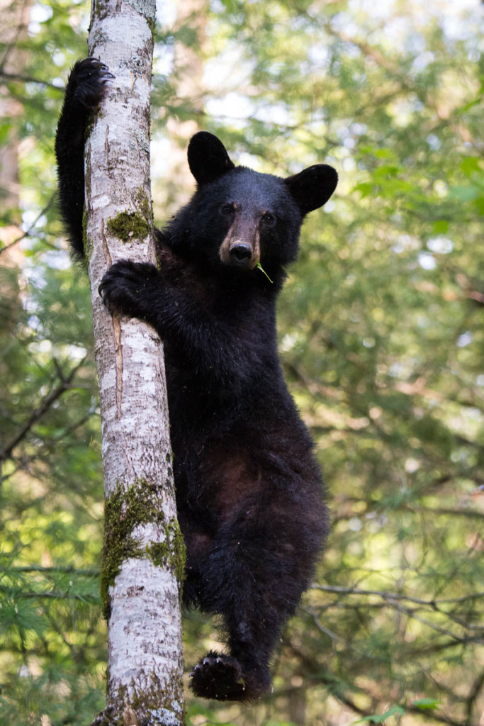 Cades Cove – Spring 2013 | WP3 Photography