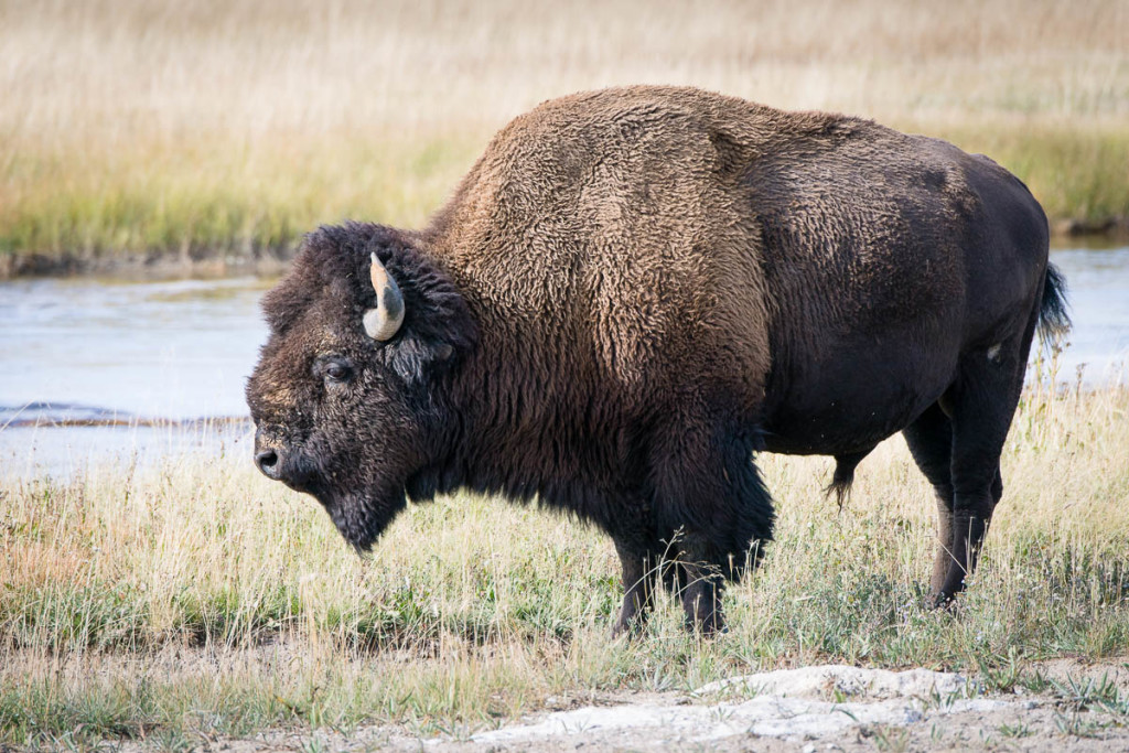 Yellowstone Animals | WP3 Photography